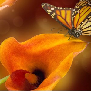 Tableau design papillon et fleurs