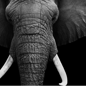 Tableau deco l'éléphant dans l'ombre