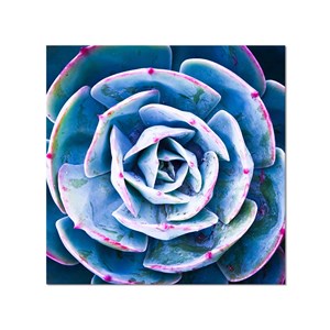Tableau macro plante grasse