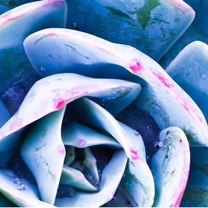 Tableau macro plante grasse