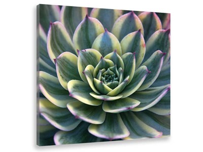 Tableau plante design