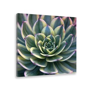 Tableau plante design