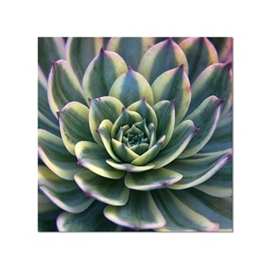 Tableau plante design