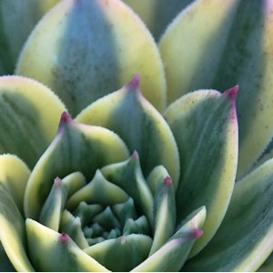 Tableau plante design