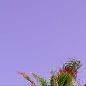 Toile photo pink palma