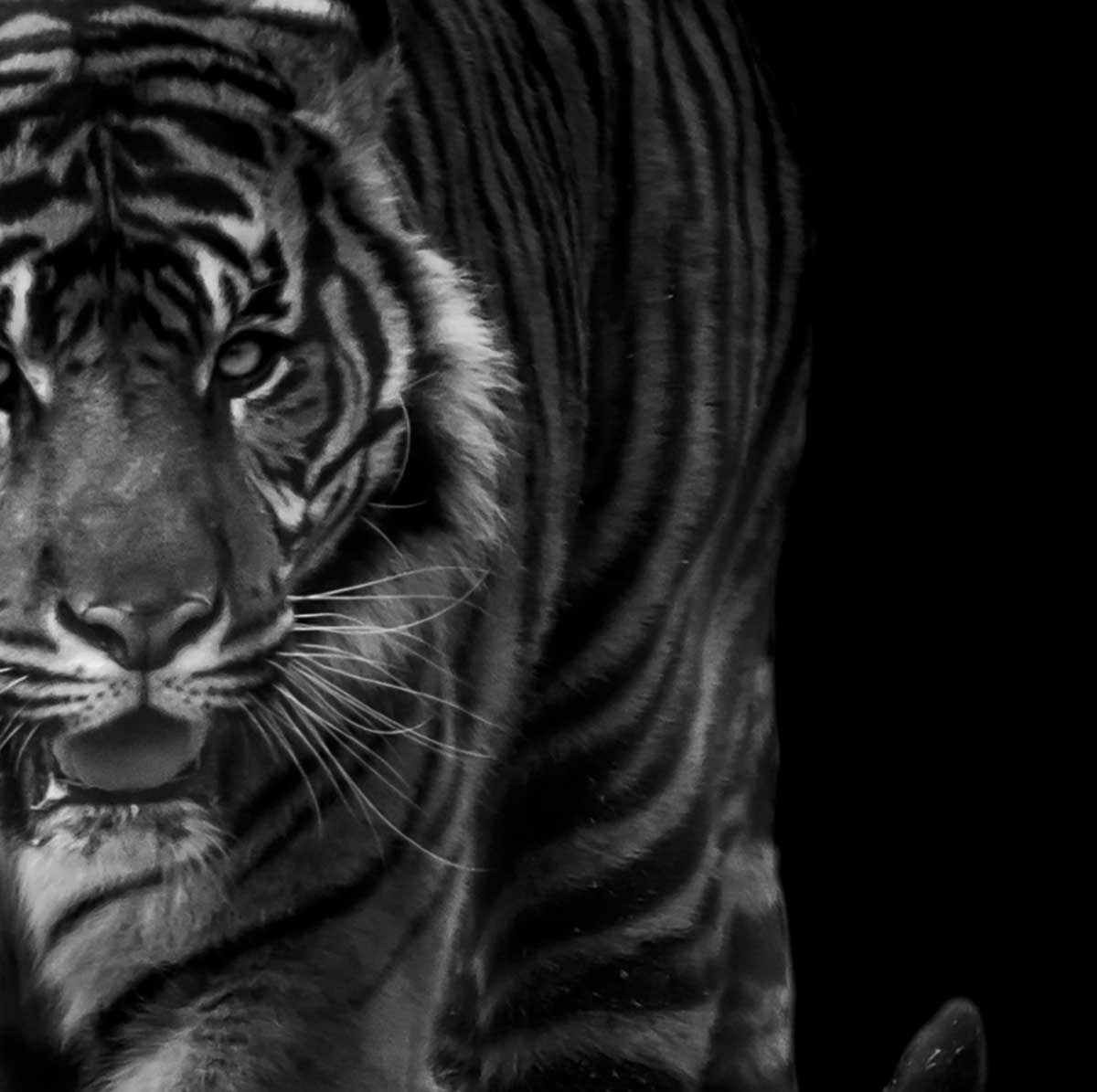 Tableau Impression Sur Verre 120x60 Cm - Motif Tigre, Style Moderne