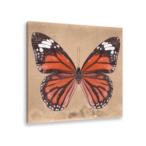 Tableau papillons genutia