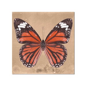 Tableau papillons genutia