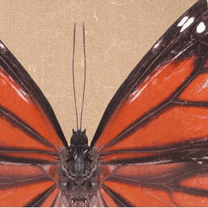 Tableau papillons genutia