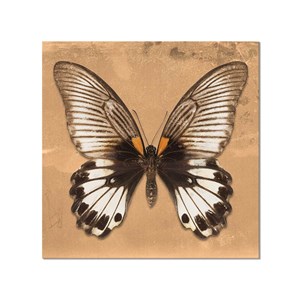 Tableau papillons agenor