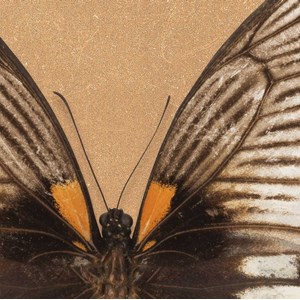 Tableau papillons agenor
