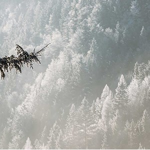 Tableau paysage forest in fog drama
