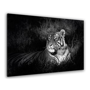 Tableau photo déco tigre