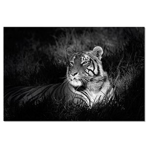 Tableau photo déco tigre