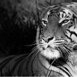 Tableau photo déco tigre