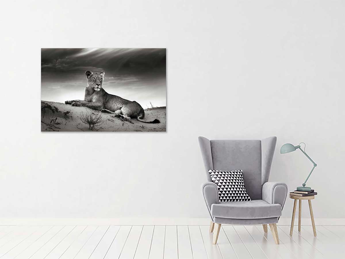 Tableau noir et blanc photo lionne