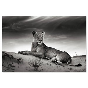Tableau noir et blanc photo lionne