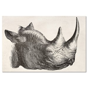 Tableau dessin tête de rhinocéros