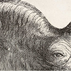 Tableau dessin tête de rhinocéros