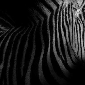 Tableau zebre dans la lumière