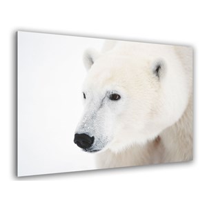Tableau photo ours blanc polaire