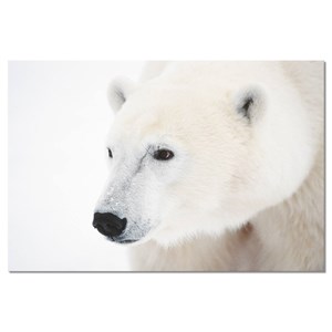 Tableau photo ours blanc polaire