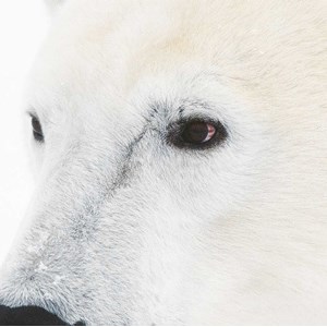 Tableau photo ours blanc polaire
