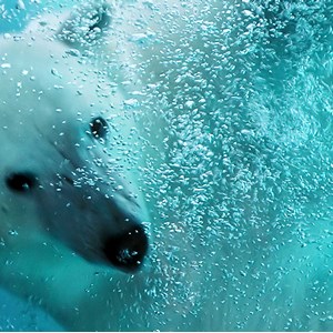 Tableau ours blanc en plein plongeon