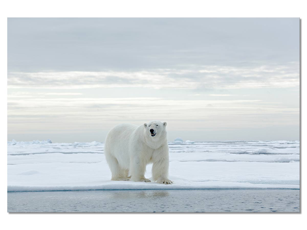 Tableau Deco Ours Blanc Sur La Banquise Nature Decouvertes