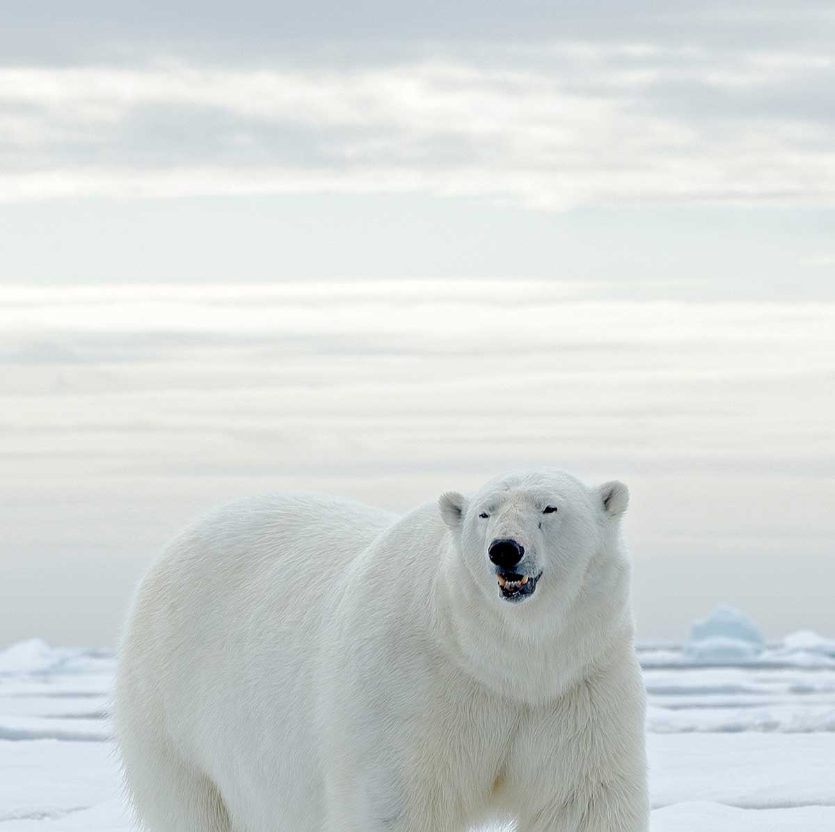 Tableau Deco Ours Blanc Sur La Banquise Nature Decouvertes