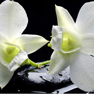 Toile zen deco design orchidée blanche