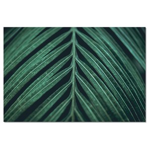 Toile feuille palmen
