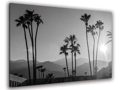 Tableau noir et blanc palmiers