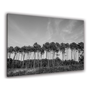 Tableau noir et blanc pinède d' hossegor