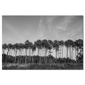 Tableau noir et blanc pinède d' hossegor