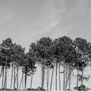 Tableau noir et blanc pinède d' hossegor