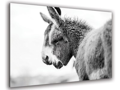 Tableau photo têtus comme deux ânes