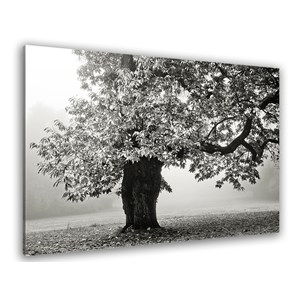 Tableau photo arbre noir et blanc