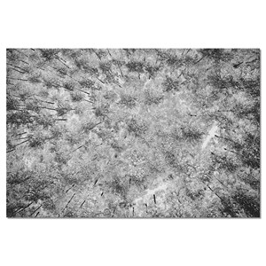 Toile deco neige sur les pins