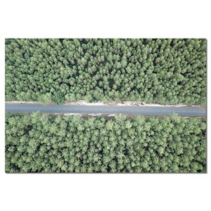 Tableau infinitude de la forêt landaise