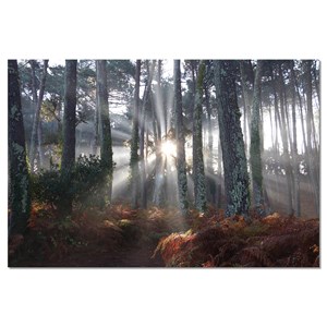 Tableau paysage brume landaise