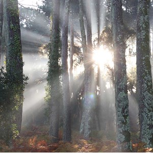 Tableau paysage brume landaise