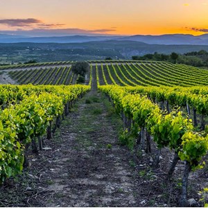 Toile deco vineyard