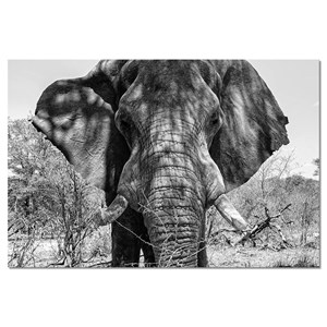 Tableau deco éléphant d'afrique