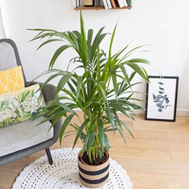 Palmier d'intérieur + cache-pot