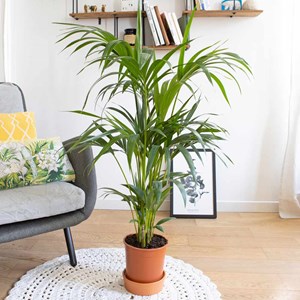Palmier d'intérieur + cache-pot