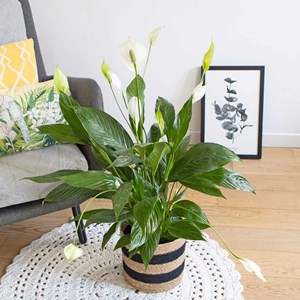 Plante fleur de lune sans cache-pot