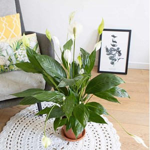 Plante fleur de lune avec cache-pot