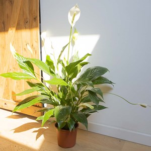 Plante fleur de lune avec cache-pot