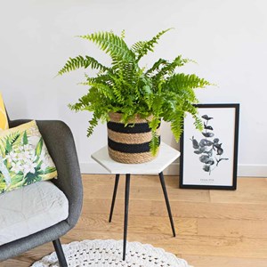 Fougère l aux propriétés dépolluant